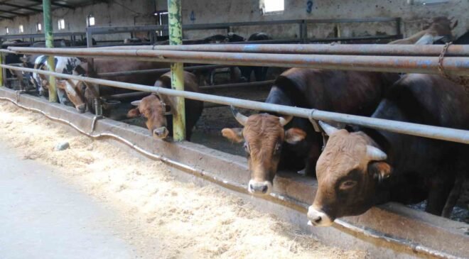 Eskişehir’de kurbanlıklar tükenmeye başladı