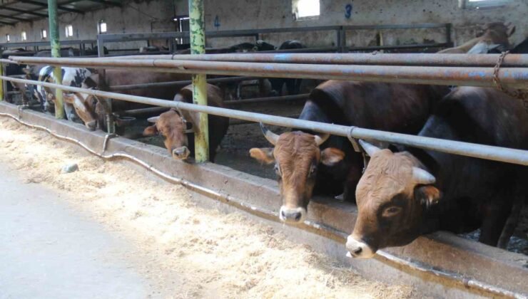 Eskişehir’de kurbanlıklar tükenmeye başladı