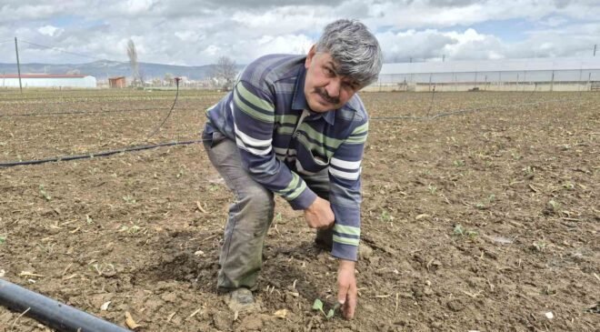Eskişehir’de yılın ilk tohum ve fideleri toprakla buluştu