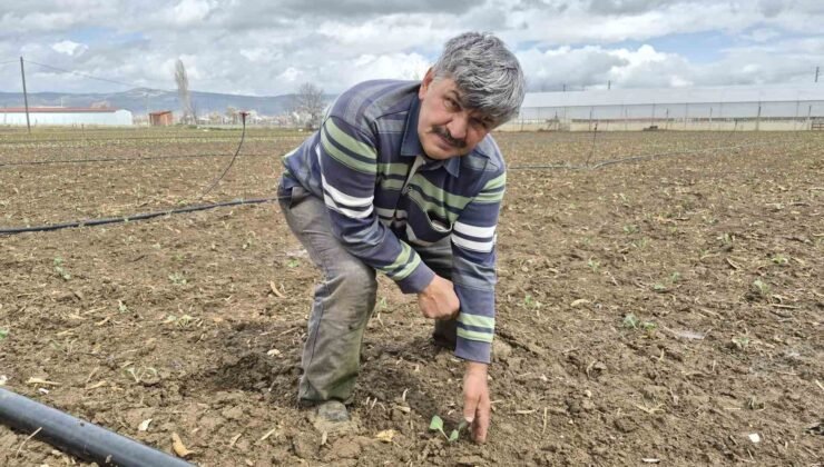 Eskişehir’de yılın ilk tohum ve fideleri toprakla buluştu