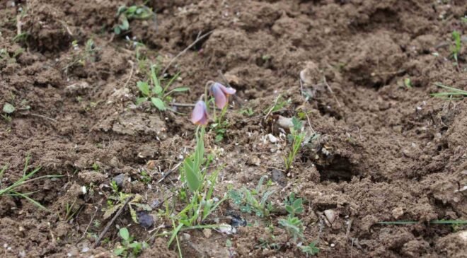 Gediz MYO kampüsünde sürpriz ’Ters Lale’