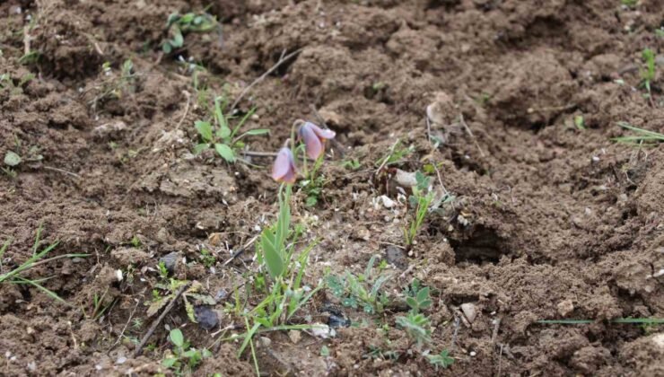 Gediz MYO kampüsünde sürpriz ’Ters Lale’