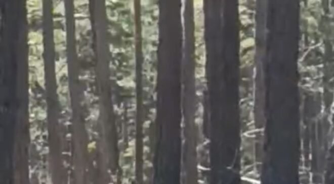 Geyik sürüsü amatör kameraya yansıdı