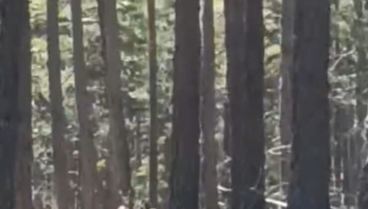 Geyik sürüsü amatör kameraya yansıdı