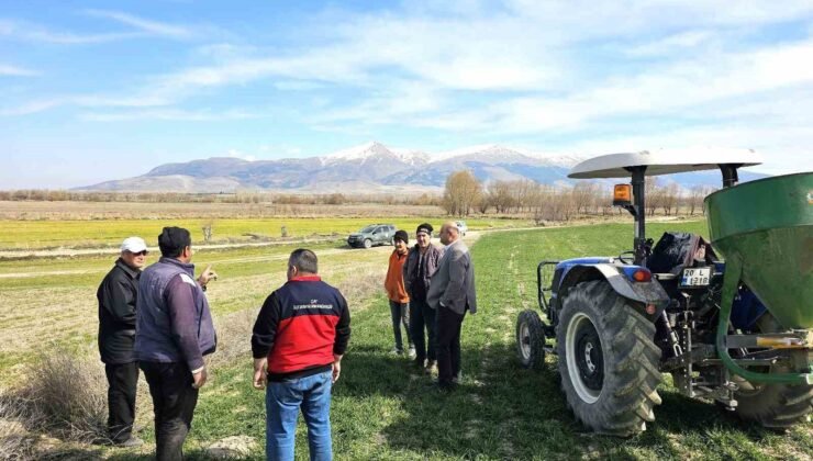 Haşhaş ve hububatta hastalık ve zararlı kontrolleri başladı