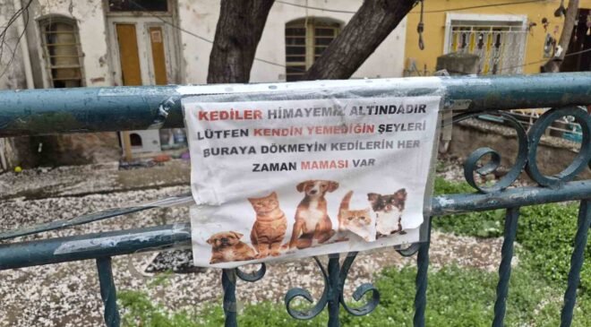 Hayvanseverlerin ilginç yazısı: “Kediler himayemiz altındadır”
