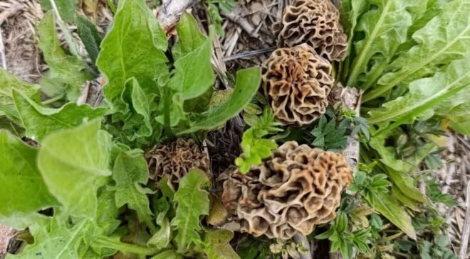 Hisarcık’ta kuzugöbeği sezonu açıldı