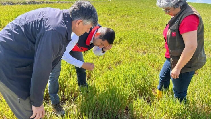Hububat ta görülen süne ve diğer zararlılara karşı kontroller başladı