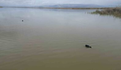 Karaya oturan kayıklar, su seviyesi artınca yüzmeye başladı, ortaya çıkan adacıklar yok oldu