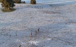 Karla kaplı dağlarda koşuşturan geyikler dronla böyle kaydedildi