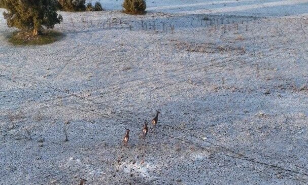 Karla kaplı dağlarda koşuşturan geyikler dronla böyle kaydedildi