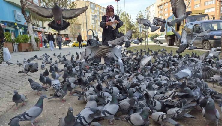 Kuşlara yem dağıtan yaşlı kadın onlarca güvercinin arasında kaldı