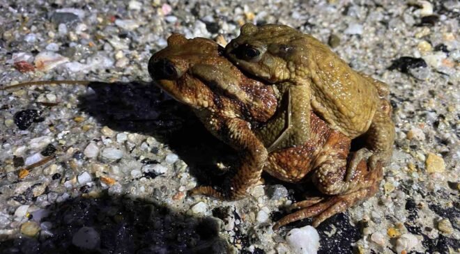 Kütahya’da 5 bin yıllık göç yeniden başladı