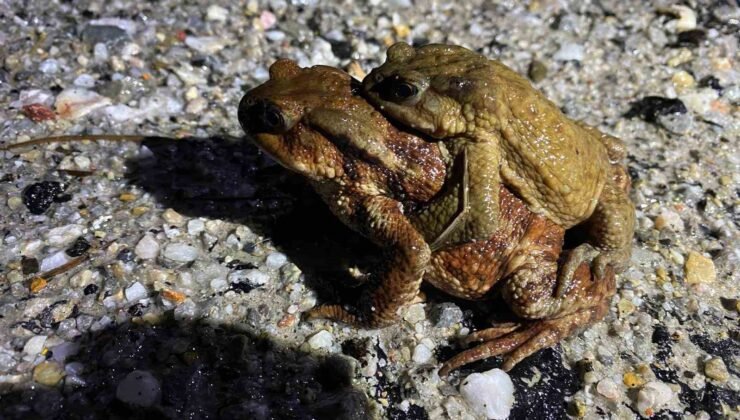 Kütahya’da 5 bin yıllık göç yeniden başladı