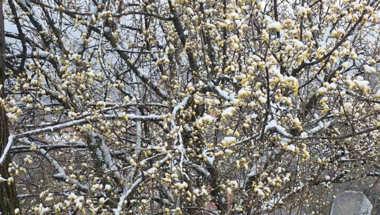 Kütahya’da nisan karı üreticileri endişelendirdi