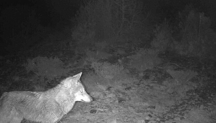 Kütahya’da yaban hayatı fotokapana takıldı