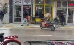 Sahibinin elinden kaçan inek bakın nereye girmeye çalıştı