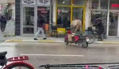 Sahibinin elinden kaçan inek bakın nereye girmeye çalıştı