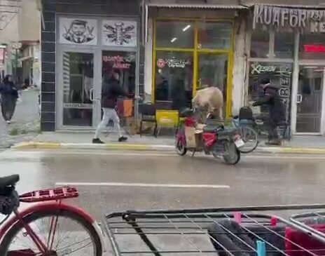 Sahibinin elinden kaçan inek bakın nereye girmeye çalıştı