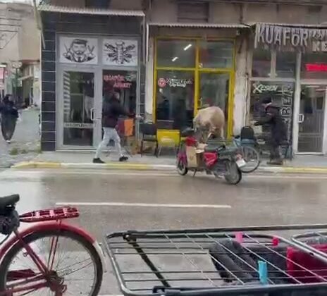 Sahibinin elinden kaçan inek bakın nereye girmeye çalıştı