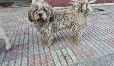 Sanayide tüyleri kirlenen beyaz köpek adeta kapkara oldu