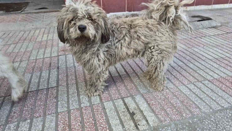 Sanayide tüyleri kirlenen beyaz köpek adeta kapkara oldu