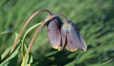Simav Dağı rengârenk ters lalelere ev sahipliği yapıyor