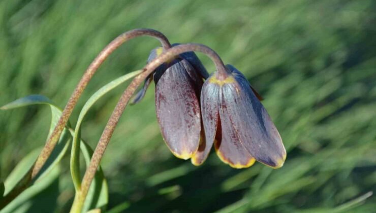 Simav Dağı rengârenk ters lalelere ev sahipliği yapıyor