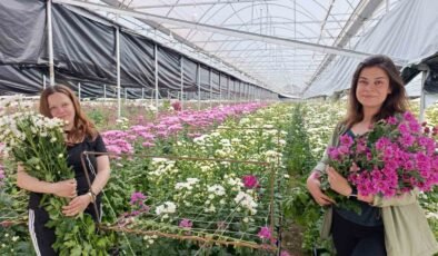 Simav’da jeotermal seralarda kasımpatı hasadı başladı