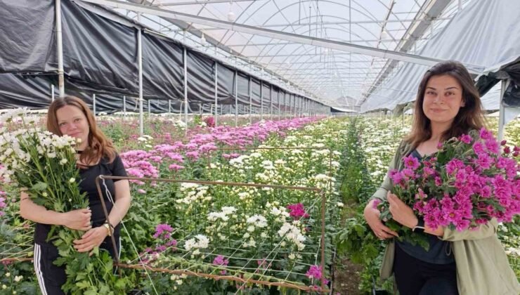 Simav’da jeotermal seralarda kasımpatı hasadı başladı