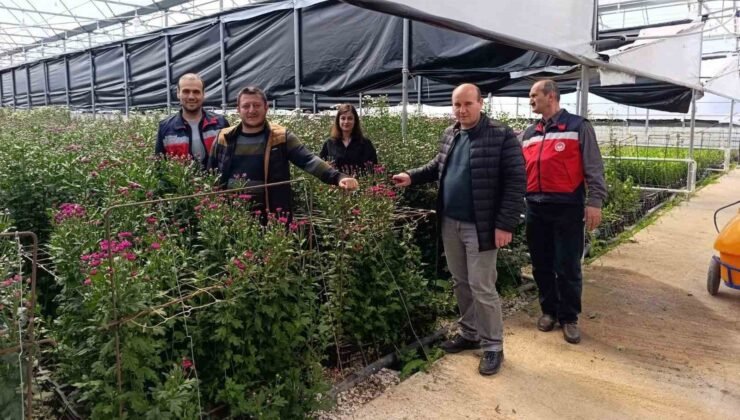 Simav’daki seralarda domatese alternatif kesme çiçek üretimi