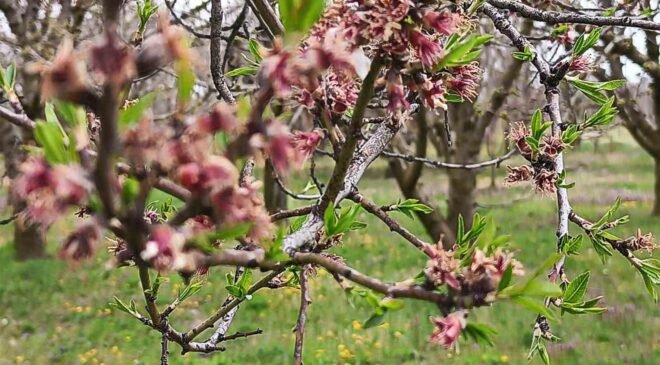 Sultandağı’nda kayısı ve erikleri don vurdu, kiraz kurtuldu