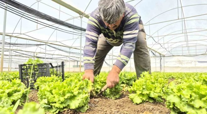 Tarlada ortalama 15 TL olan marul tezgahlarda 100 TL’ye satılıyor