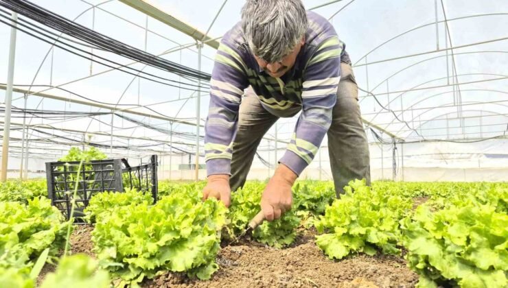 Tarlada ortalama 15 TL olan marul tezgahlarda 100 TL’ye satılıyor