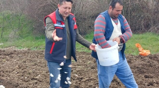 Tavşanlı ’Köprücek Sarımsağı’ artık çiftçilere ciddi gelir sağlıyor