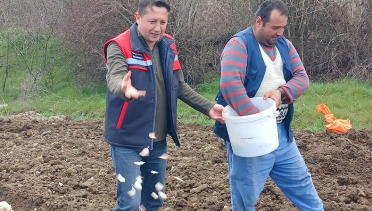 Tavşanlı ’Köprücek Sarımsağı’ artık çiftçilere ciddi gelir sağlıyor