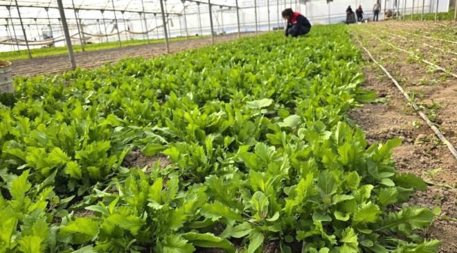 Tere ve roka üretilen seralardan denetim