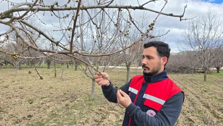Zirai don olaylarına karşı meyve bahçelerinde kontroller sürüyor