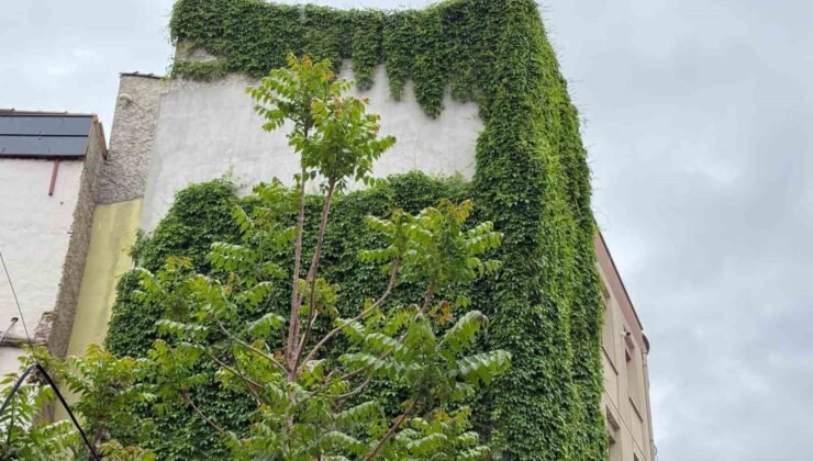 Beton binanın duvarları yeşile döndü