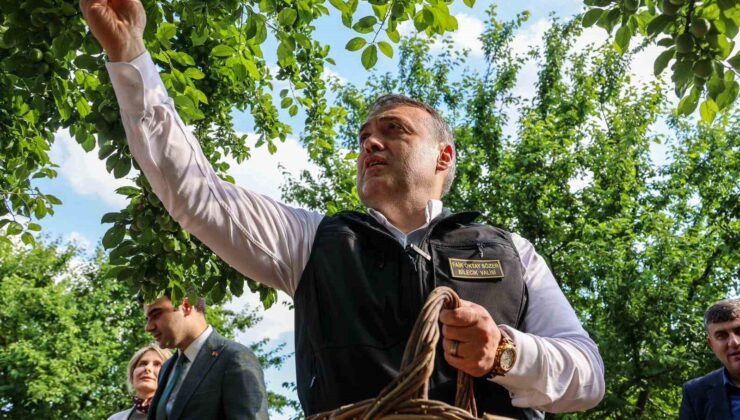 Bilecik’te can eriği hasadı başladı