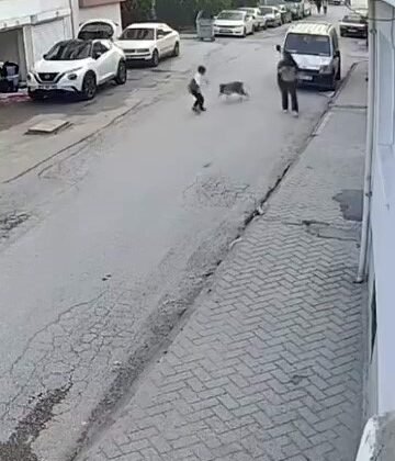 Bir anda koşup havlayan köpek küçük çocuğu korkuttu