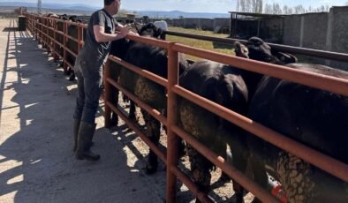 Çavdarhisar’da ithal damızlık sığırların sağlık kontrolleri yapıldı