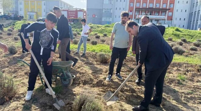 Çavdarhisar’da öğrenciler okulun tarım alanına lavanta fidanı dikti