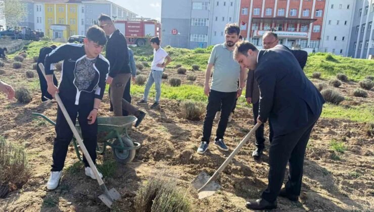Çavdarhisar’da öğrenciler okulun tarım alanına lavanta fidanı dikti