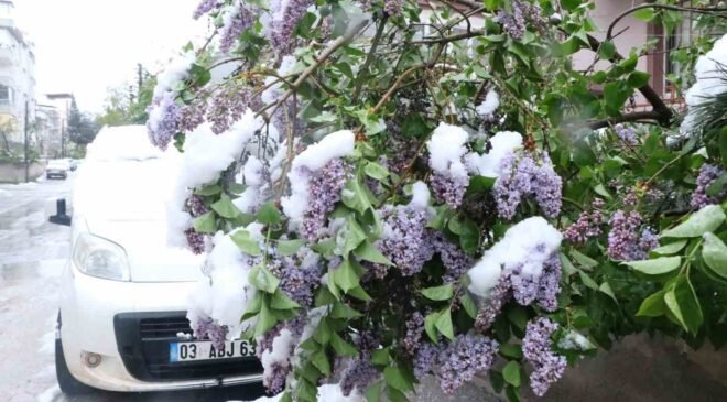 Çiçek açan ağaçlar kar altında kaldı