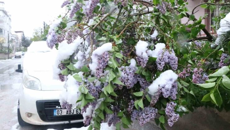 Çiçek açan ağaçlar kar altında kaldı