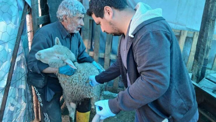 Emet’te küçükbaş hayvanlara yönelik aşılama ve kimliklendirme çalışmaları