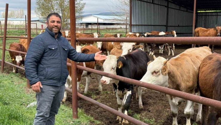 Eskişehir’de büyükbaş kurbanlık bitti, üreticinin yüzü güldü