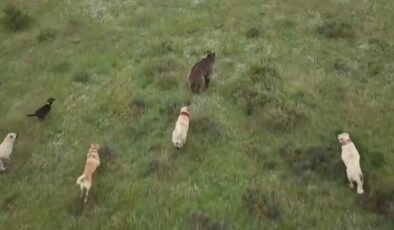 Eskişehir’de sürüye saldıran ayıya kangal köpekleri engel oldu