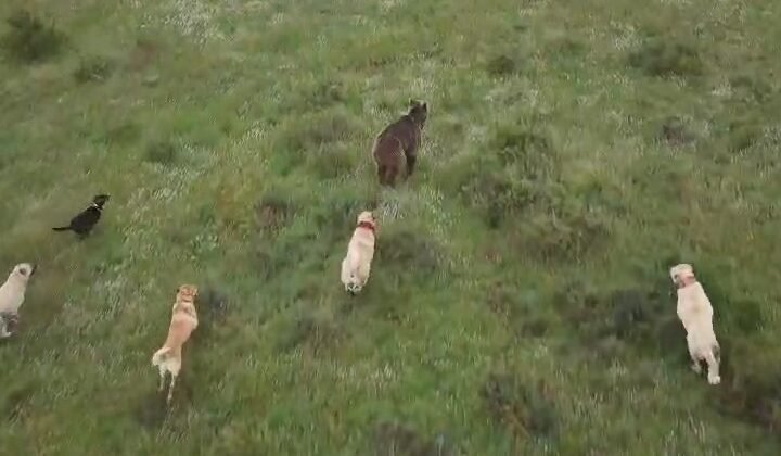 Eskişehir’de sürüye saldıran ayıya kangal köpekleri engel oldu